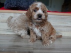 Maltipoo