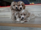 Maltipoo
