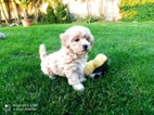 Maltipoo