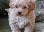 Maltipoo