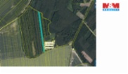 Prodej lesa, 8906 m², Městec Králové