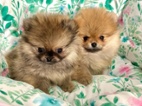 POMERANIAN