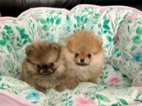 POMERANIAN