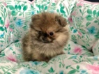 POMERANIAN