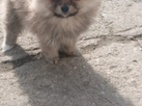 Pomeranian fenečka