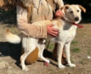 Labradorský retrívr