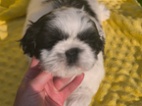 Štěňátka Shih Tzu s PP (shi-tzu,shihtzu)