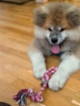 Akita-Inu