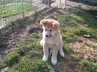 Akita-Inu