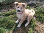 Akita-Inu