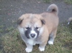 Akita-Inu
