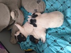 Štěňátka Jack Russell teriéra