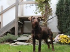 Jagdterrier štěňata s PP FCI