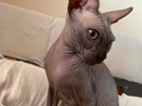 SPHYNX koťátko bez PP