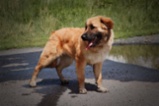 Leonberger