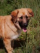 Leonberger