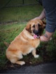 Leonberger
