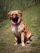 Leonberger