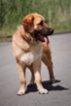 Leonberger