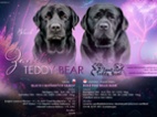Labradorský Retriever s PP