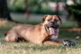 Americký pitbulteriér