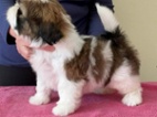 SHIH-TZU