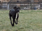 Americký pitbulteriér