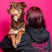 Australská kelpie