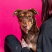 Australská kelpie