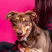 Australská kelpie