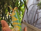 Furcifer pardalis ambilobe