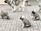 Štěňata kavkazského pasteveckého psa