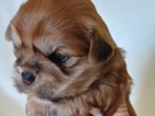 Lhasa Apso - prodám štěňátka