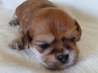 Lhasa Apso - prodám štěňátka