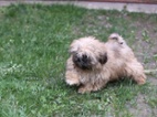 Štěňátka Shih-tzu