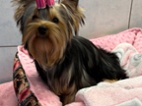 Yorkshire terrier fenka