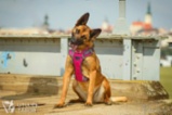 Belgický ovčák – Malinois