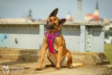 Belgický ovčák – Malinois