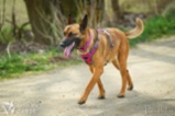 Belgický ovčák – Malinois