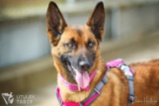 Belgický ovčák – Malinois