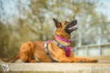 Belgický ovčák – Malinois