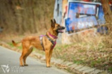 Belgický ovčák – Malinois