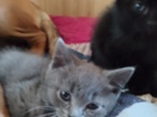 Krásná skotska klapouchá kočička modrá