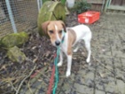Jack Russell teriér