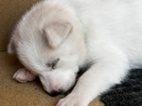 Sibiřský husky štěňata