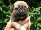 Mops - Štěňátka