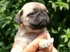 Mops - Štěňátka