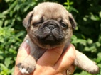 Mops - Štěňátka