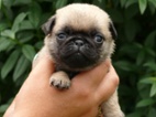 Mops - Štěňátka