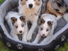 Border kolie Merle